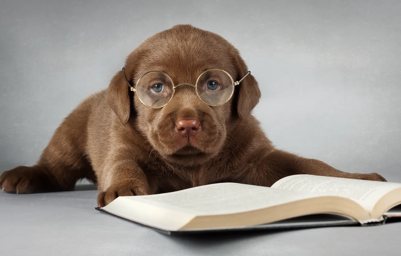 Фото обои друг, собака, очки, книга, Лабрадор