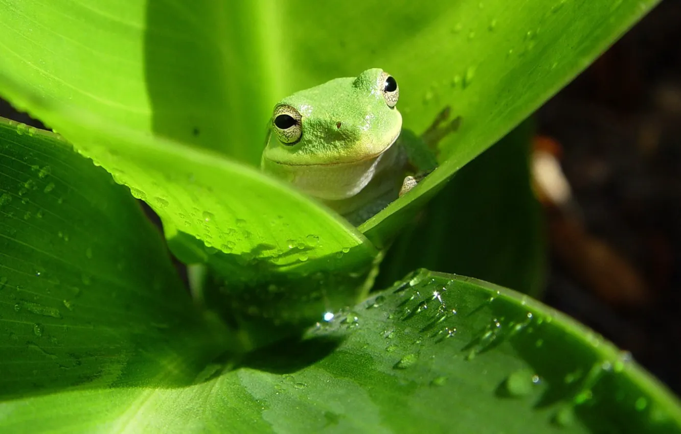 Фото обои листья, зеленый, лягушка