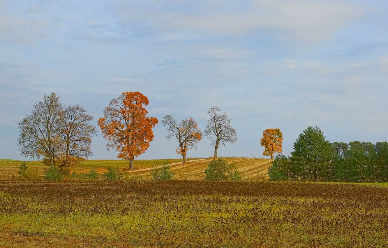 Фото обои поле, осень, небо, деревья