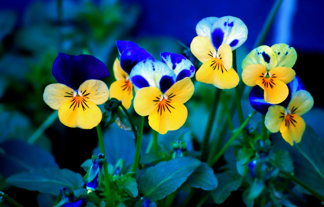 Фото обои цветок, синий, красота