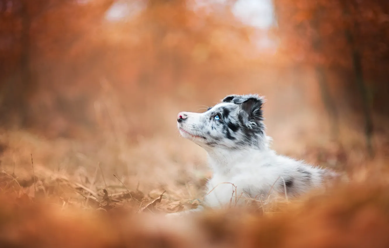 Фото обои осень, лес, взгляд, оранжевый, парк, фон, листва, собака