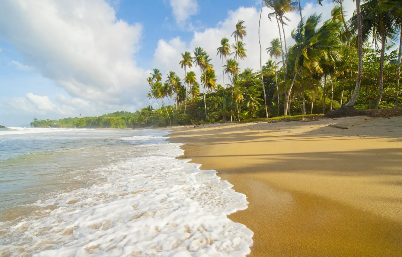 Фото обои песок, море, пляж, природа, пальмы, берег, рай, Атлантический океан