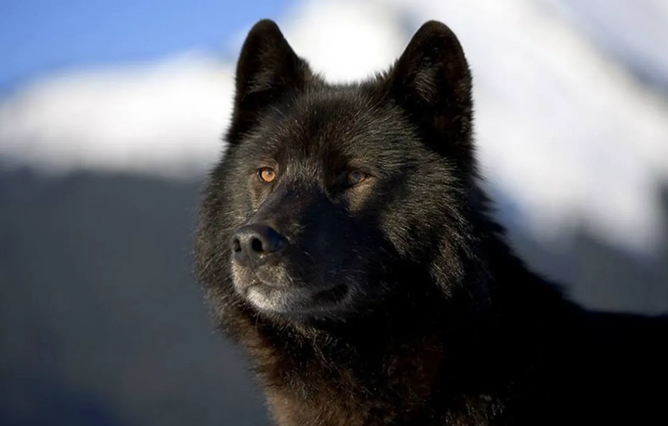 Фото обои nature, predator, animal, wolf, wildlife, portrait, black wolf, portrait.