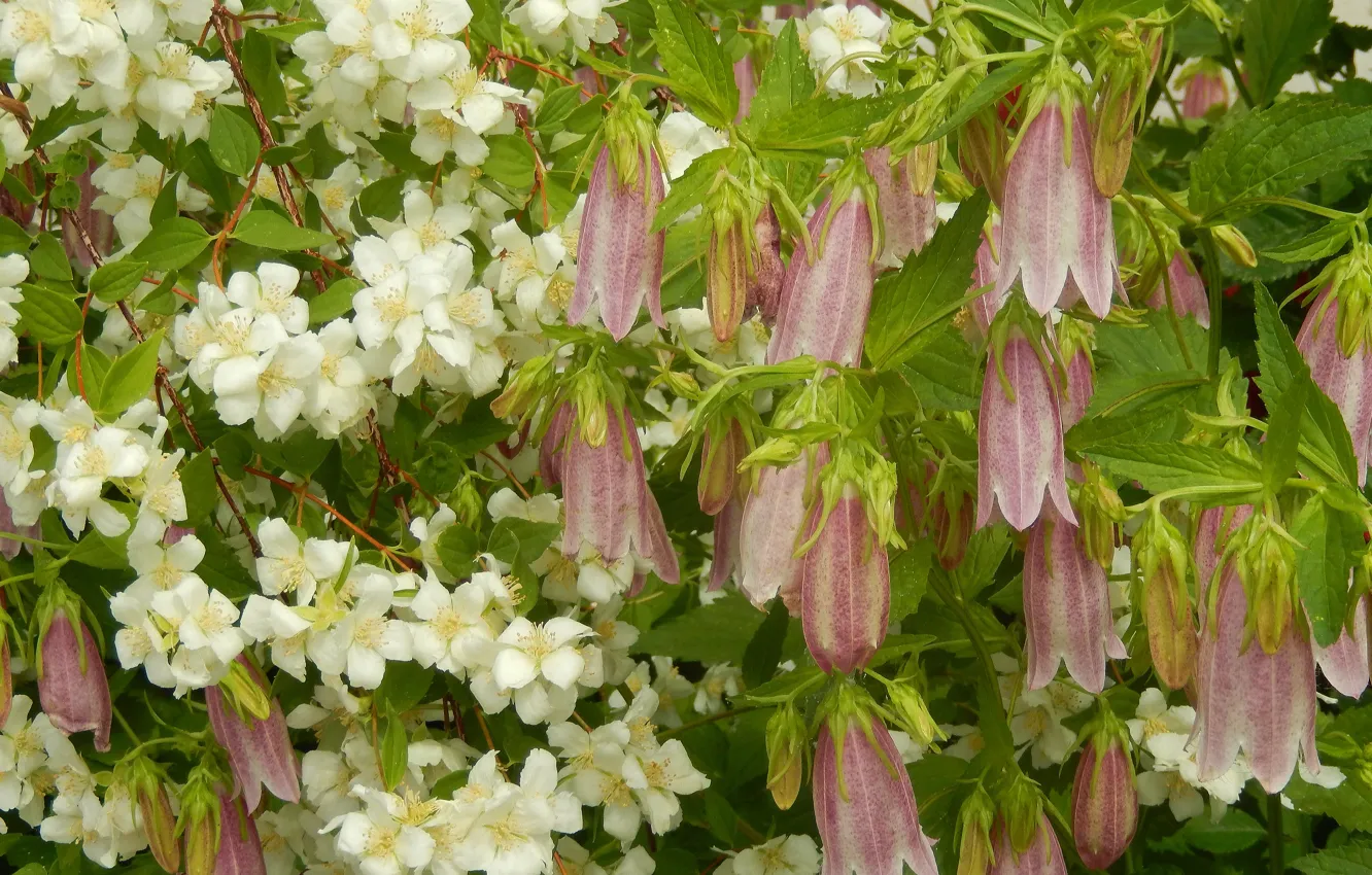 Фото обои цветы, widescreen, обои, wallpaper, кусты, широкоформатные, background, обои на рабочий стол