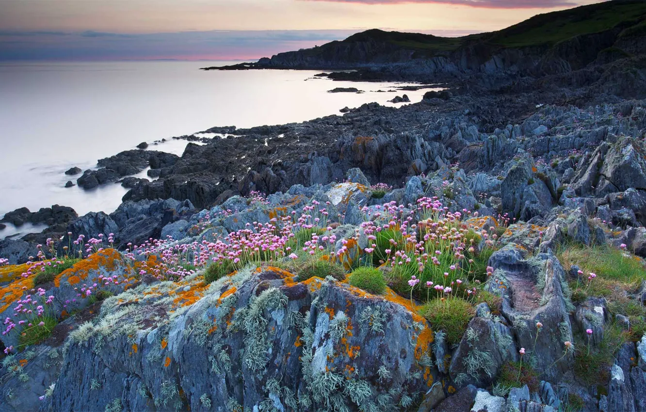 Фото обои море, цветы, скалы, Англия, Девон, Bull Point