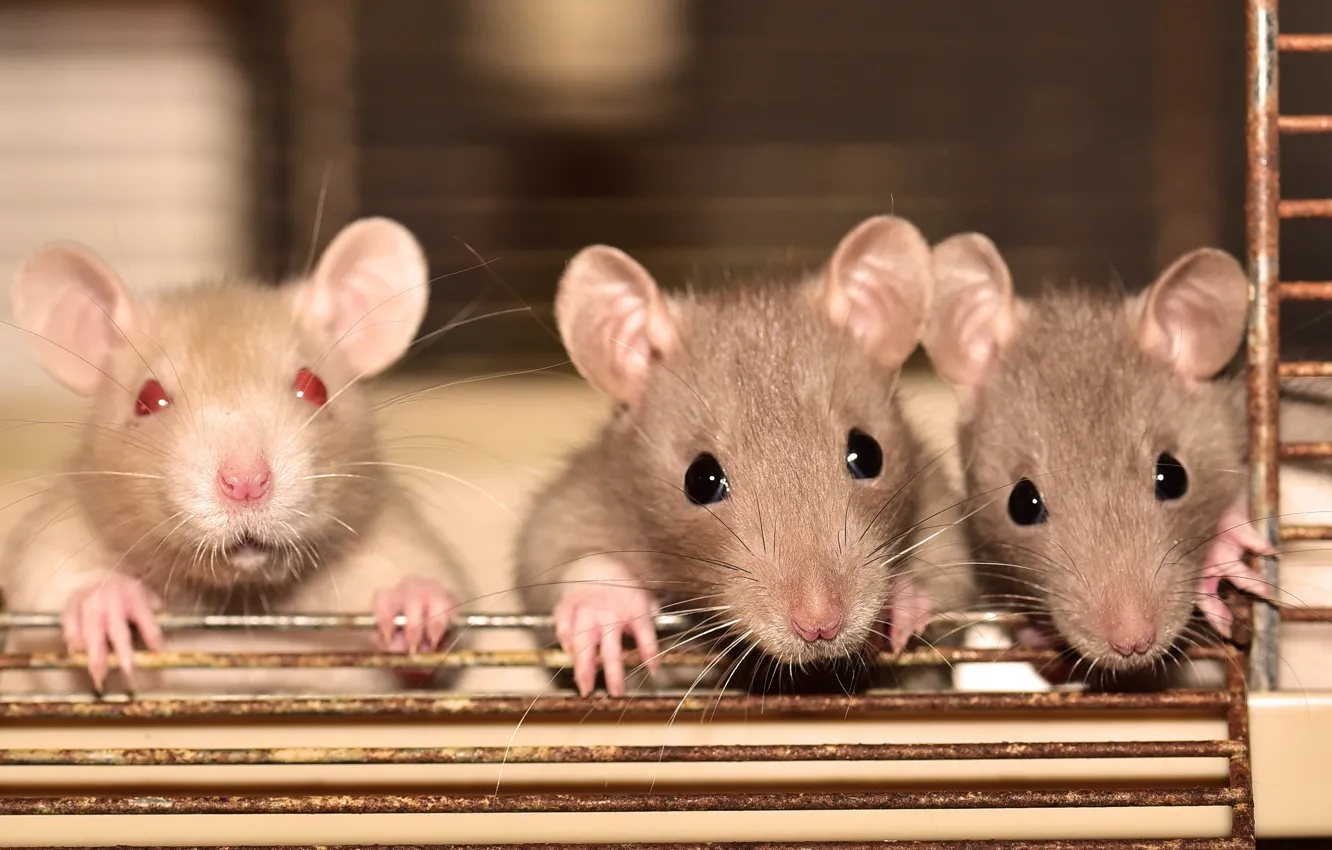 Фото обои взгляд, фон, клетка, мышь, мышка, три, крысы, прутья