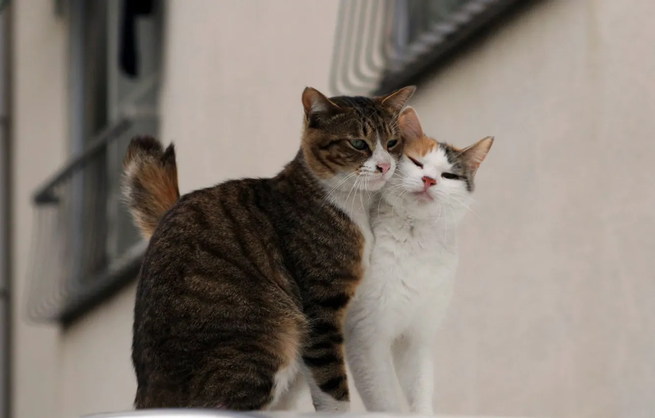 Фото обои любовь, улица, коты, пара