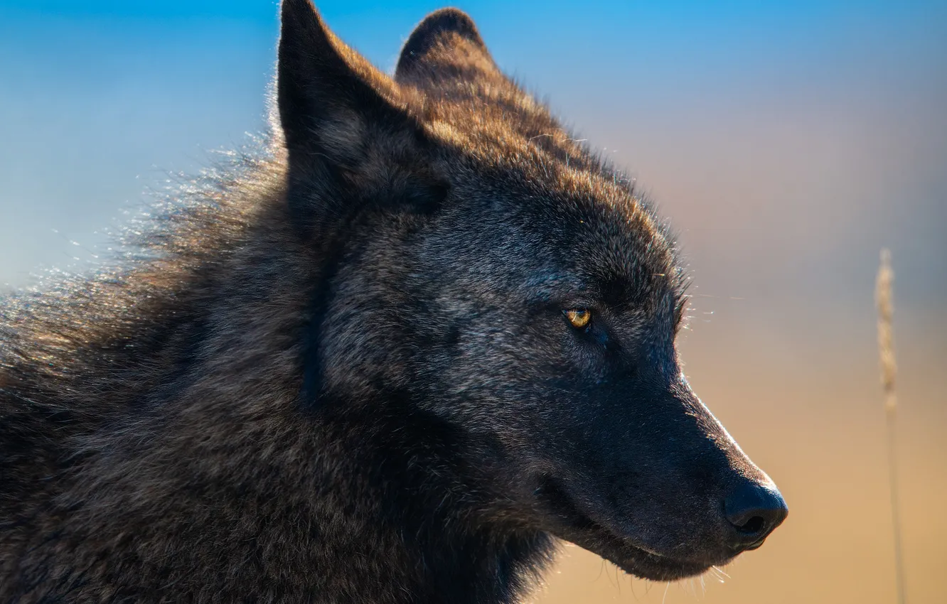 Фото обои fantasy, nature, art, snow, predator, face, animal, wolf