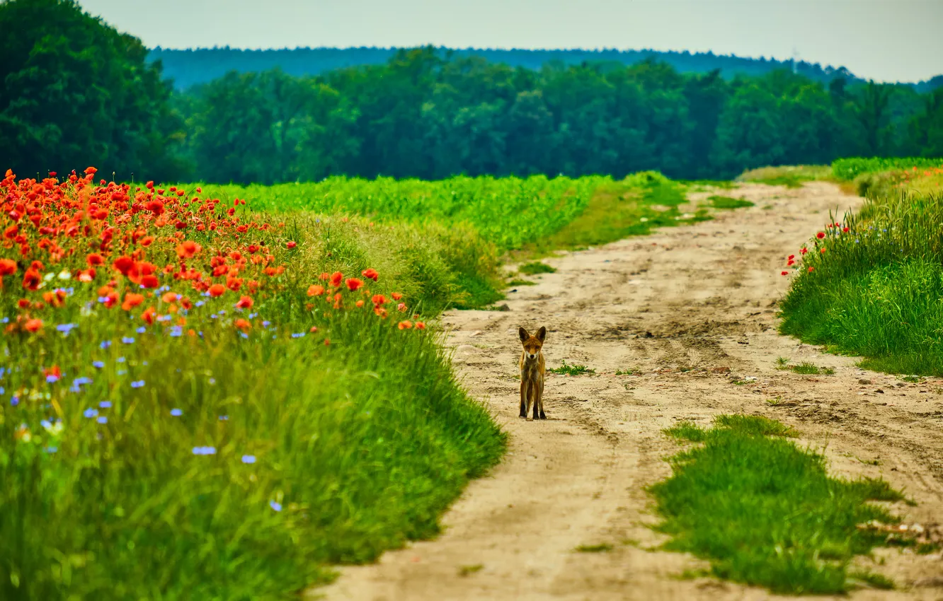 Фото обои road, fox, landscape, nature
