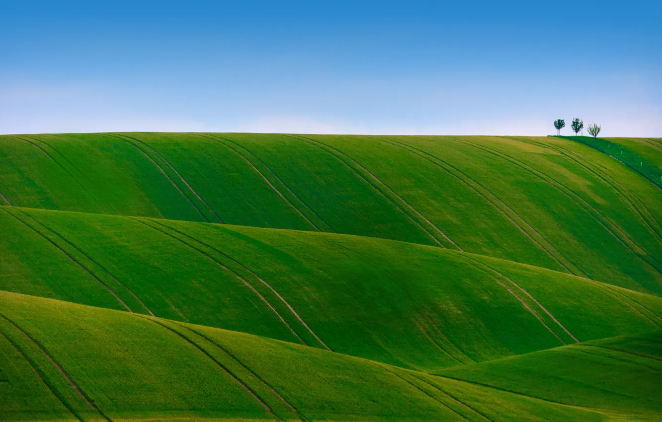 Фото обои поле, небо, трава, деревья, холмы