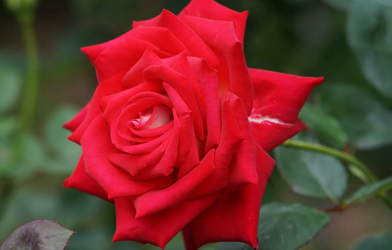 Фото обои крупный план, роза, лепестки, красная, алая