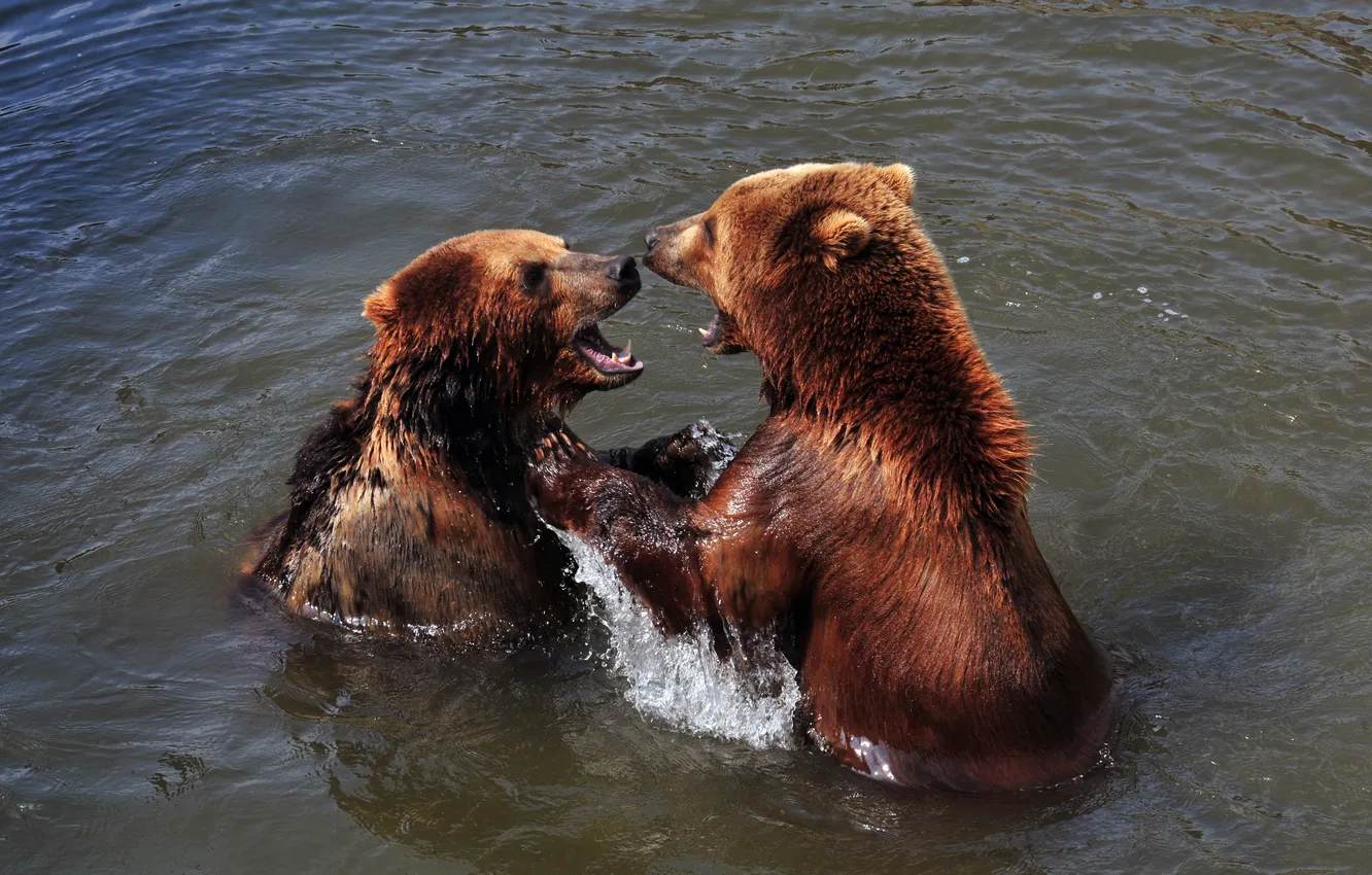 Фото обои игра, медведь, купание, пара, водоём