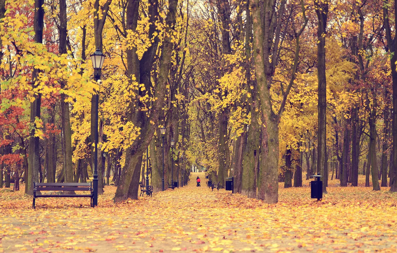 Фото обои осень, листья, деревья, парк, путь, ребенок, скамейки, мать