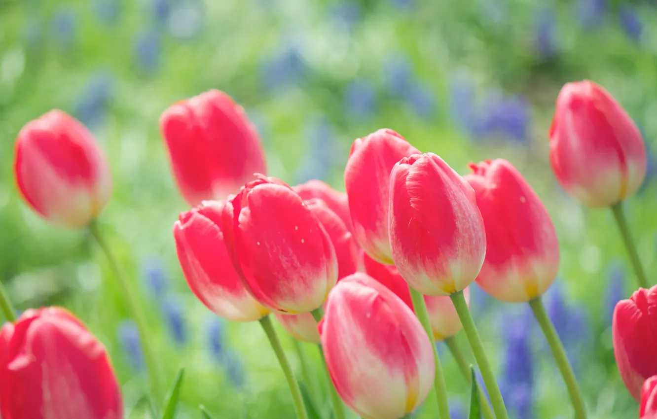 Фото обои цветы, природа, яркие, весна, тюльпаны, розовые, бутоны
