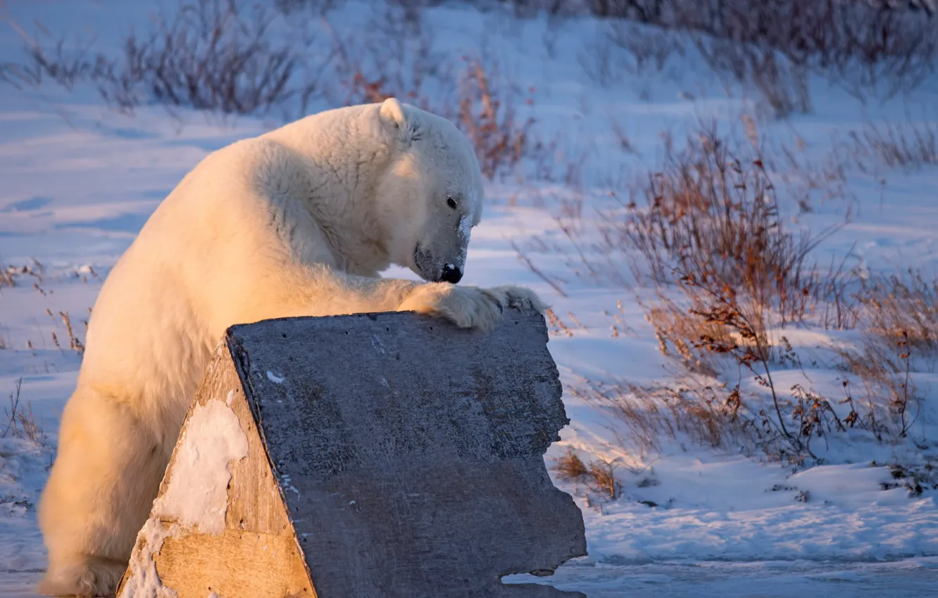 Фото обои зима, снег, будка, Полярный медведь, Белый медведь