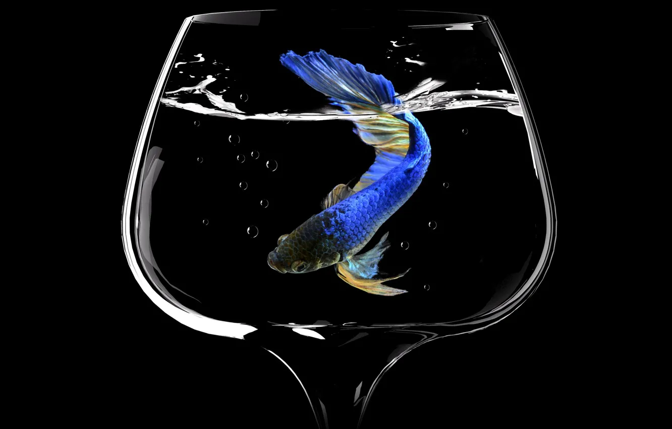 Фото обои пузыри, бокал, рыба, glass, bubbles, fish