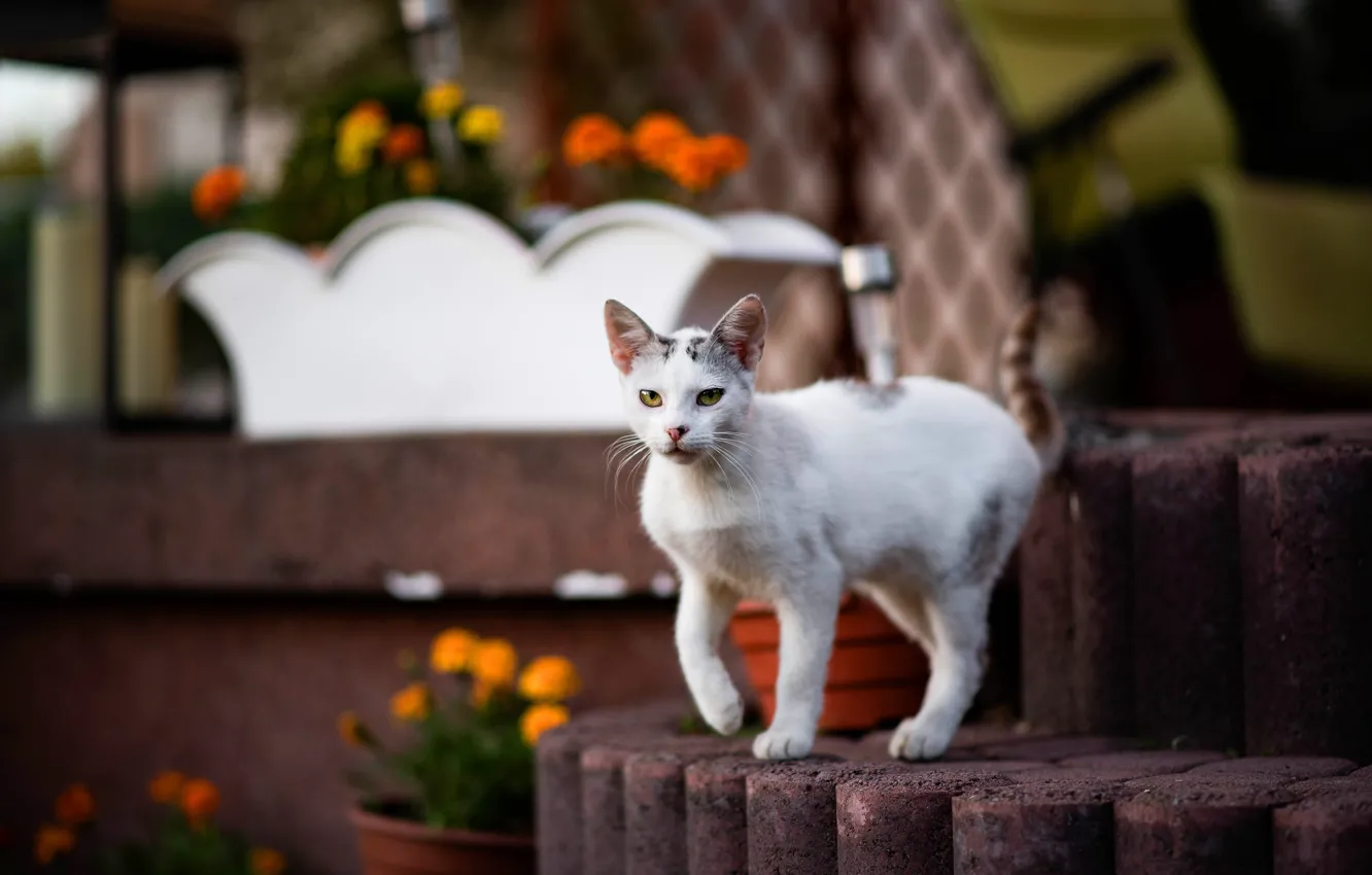 Фото обои кошка, белый, кот, взгляд, цветы, поза, котенок, сад
