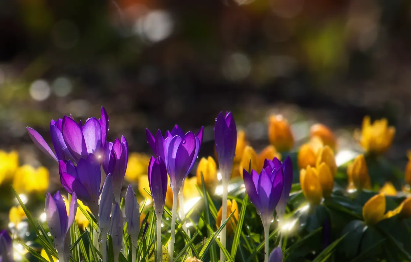 Фото обои весна, крокусы, размытость боке