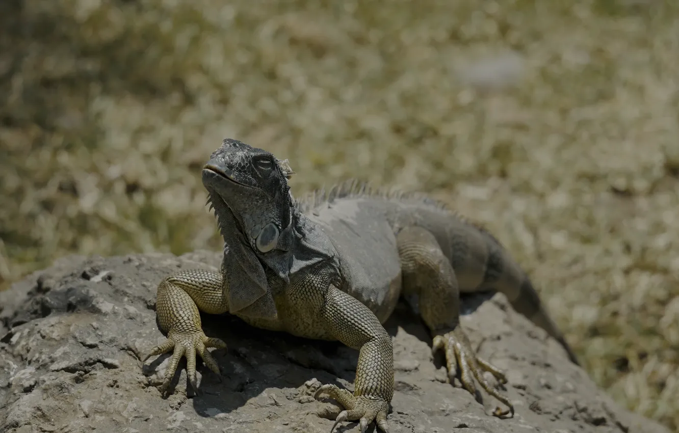 Фото обои rock, desert, nature, focus, lizard, reptil, 8K