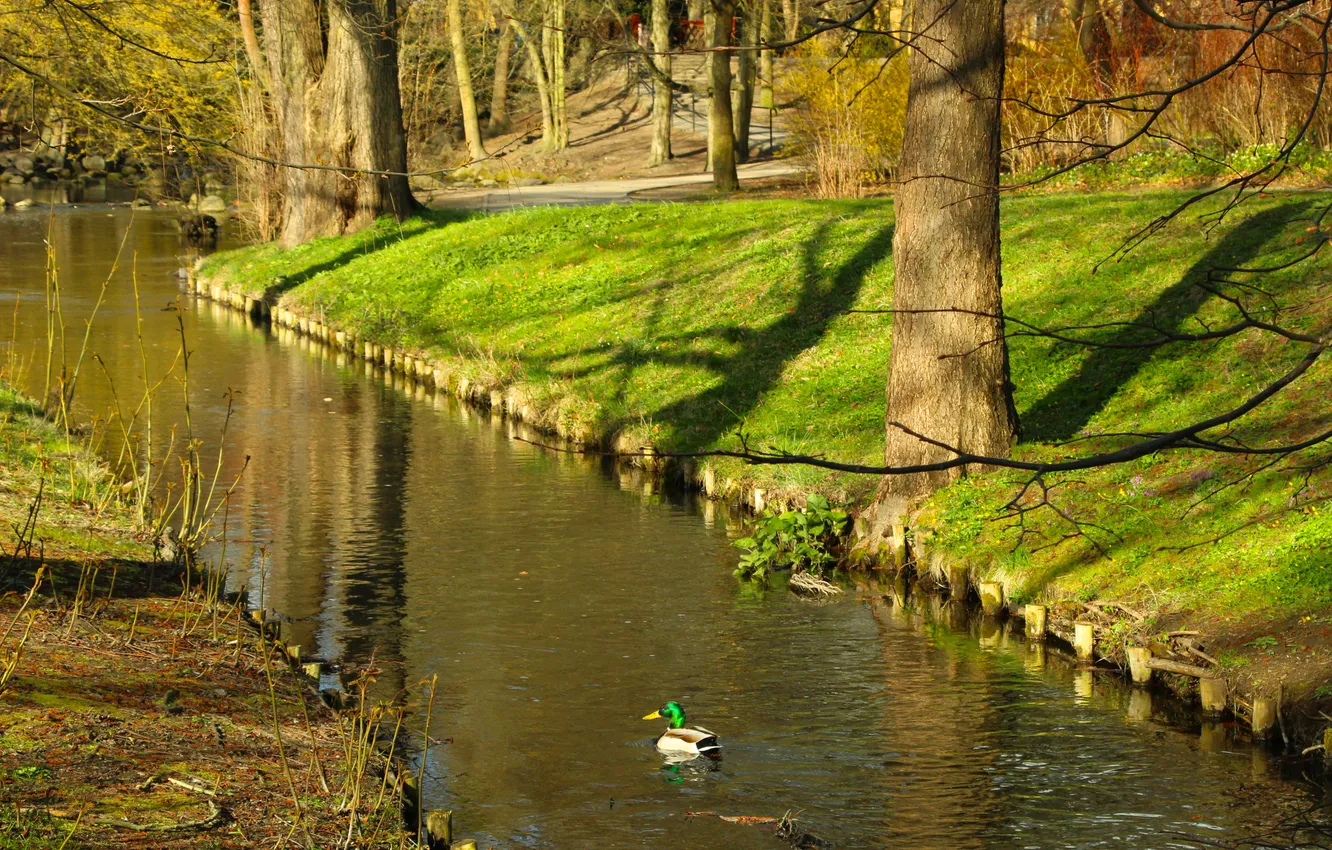 Фото обои trees, brook, park, duck