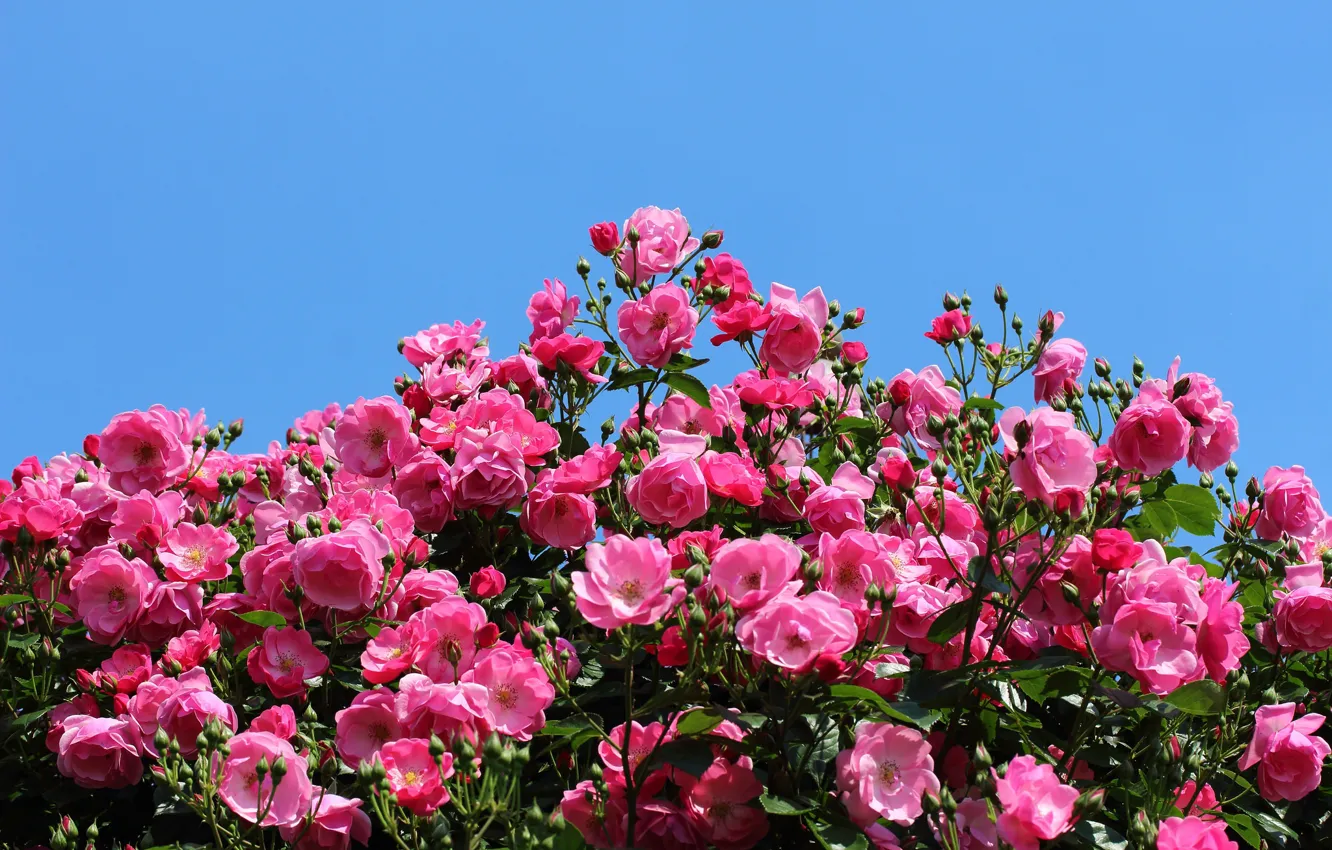 Фото обои небо, розовый, розы