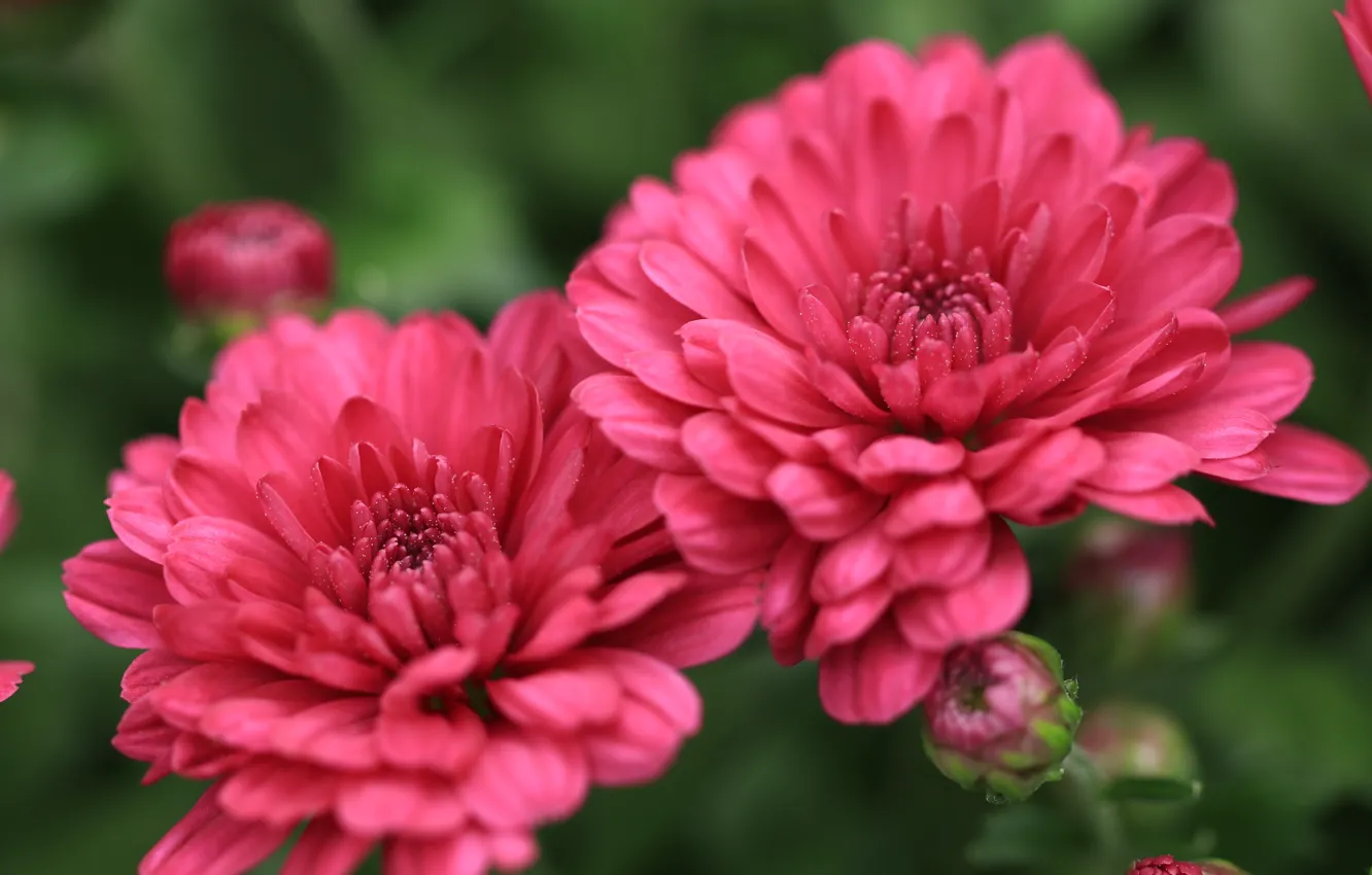 Фото обои цветы, розовый, хризантемы