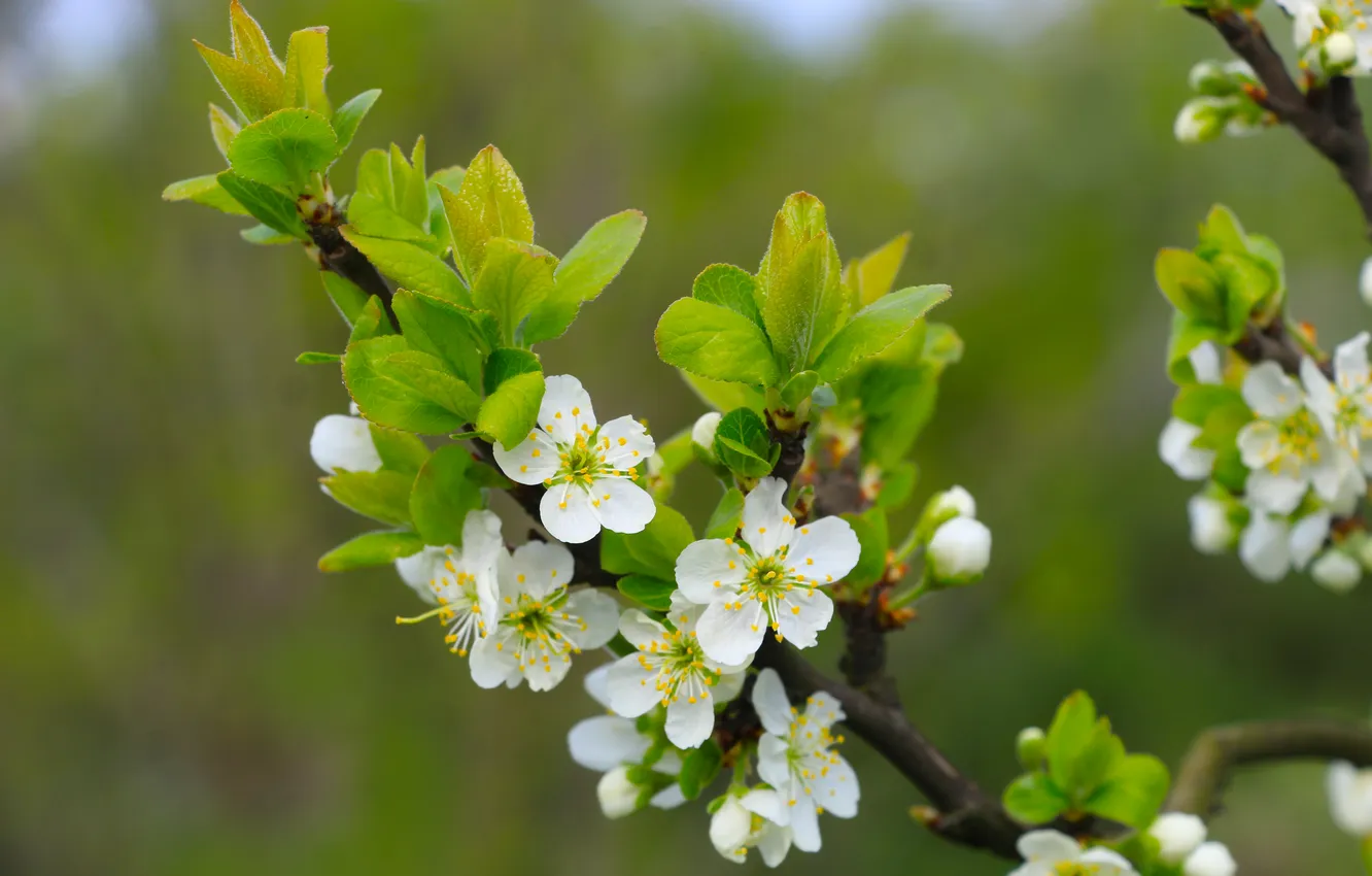 Фото обои flower, spring, twig