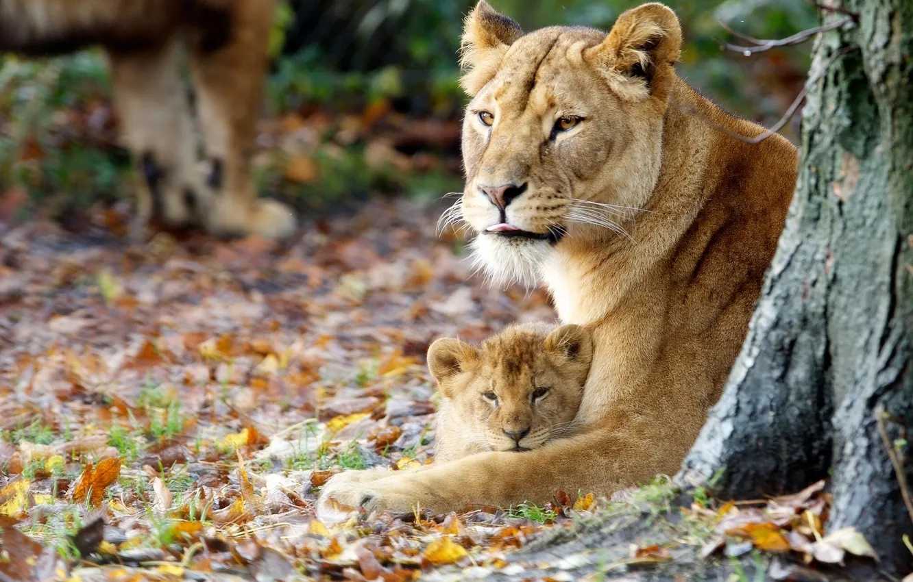 Фото обои осень, львица, львёнок, материнство