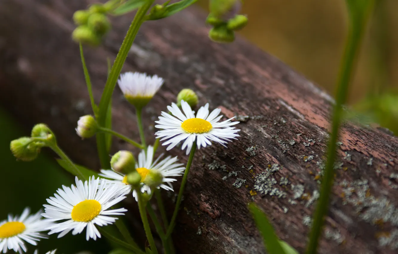 Фото обои flower, nature, photo