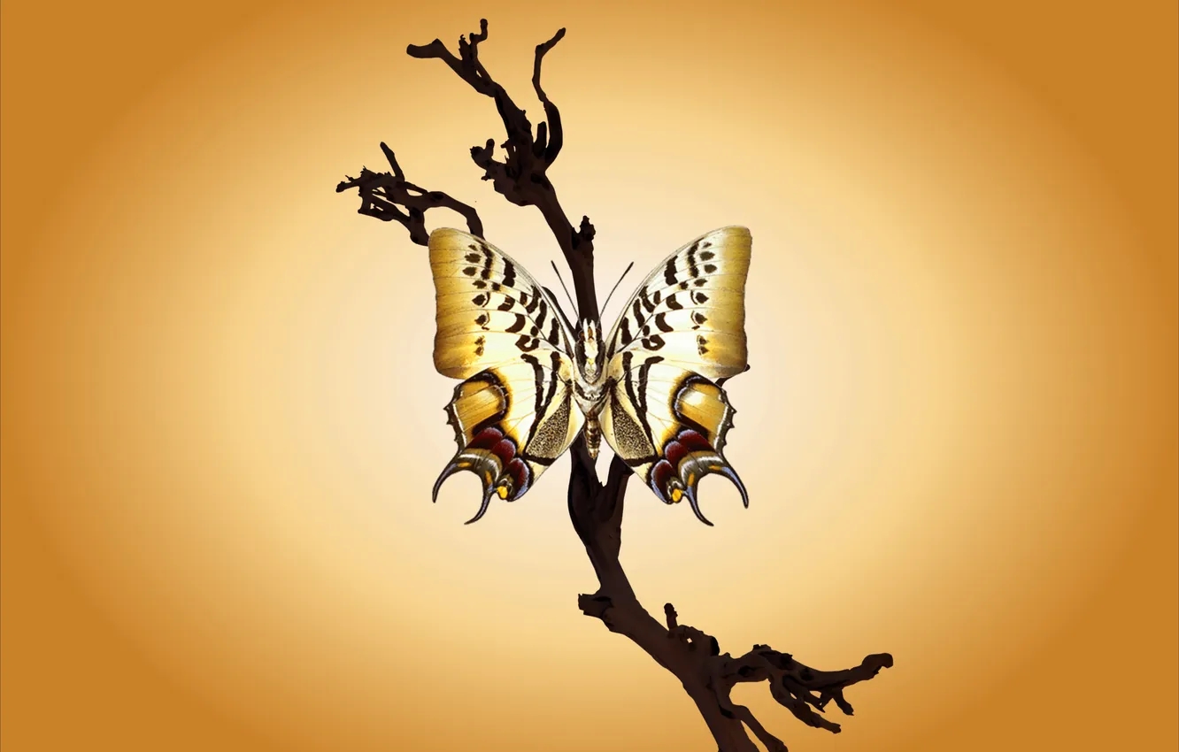 Фото обои butterfly, branch, gradient