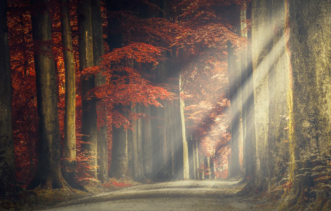 Фото обои дорога, лес, деревья, лучи света, листя