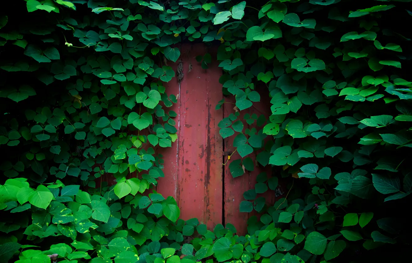 Фото обои зелень, листья, природа, листва, растения, дверь