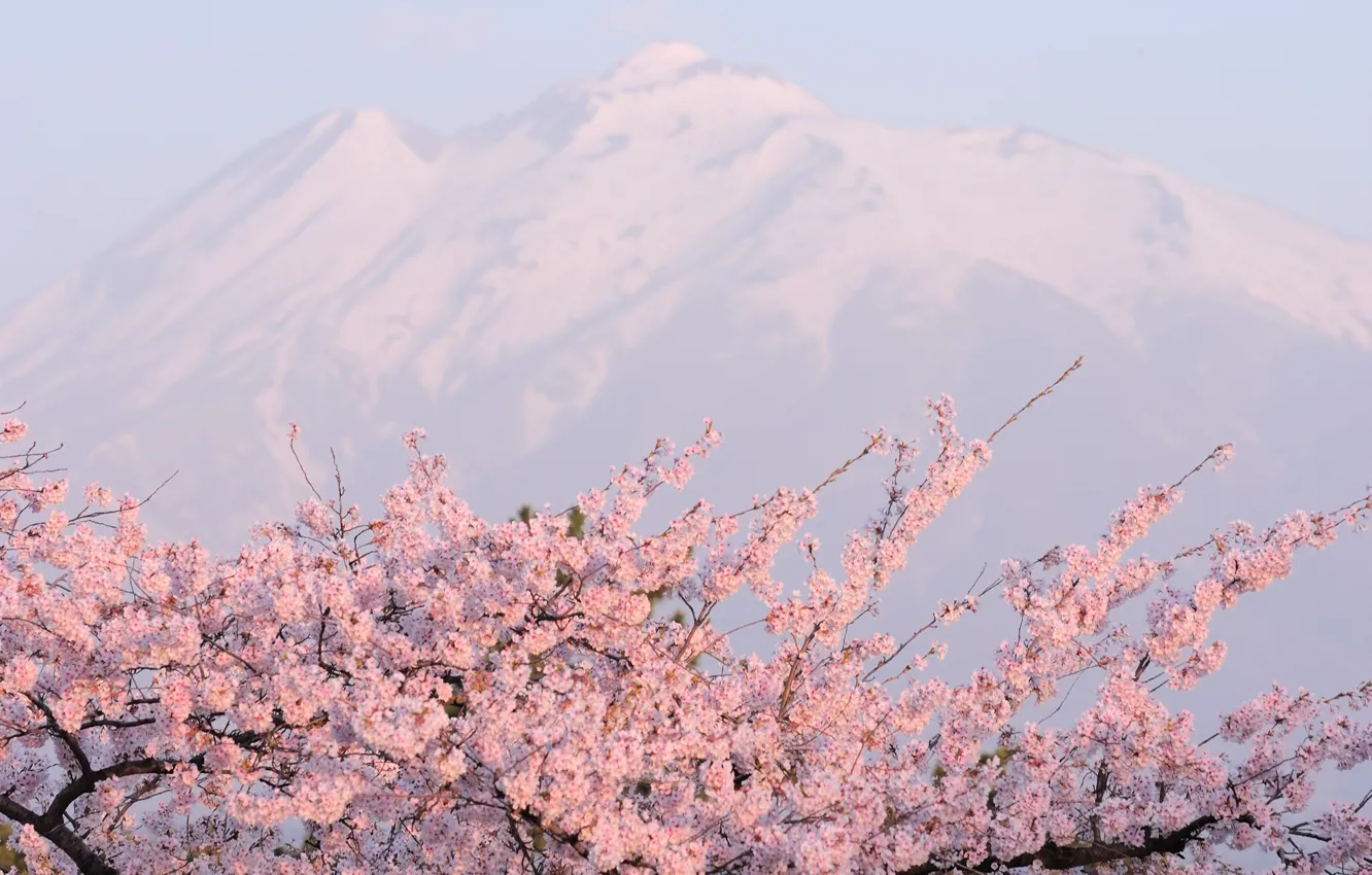 Фото обои горы, розовое, цветущая сакура