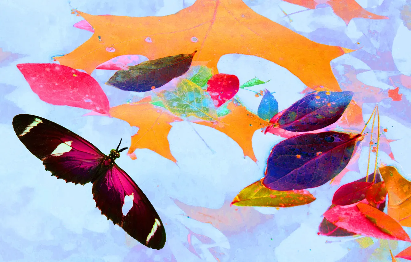 Фото обои осень, листья, коллаж, бабочка, краски, крылья