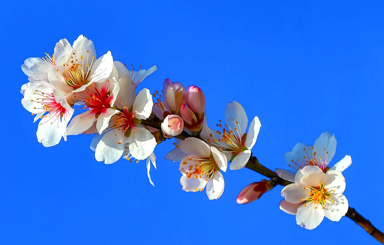 Фото обои небо, ветки, сад, миндаль