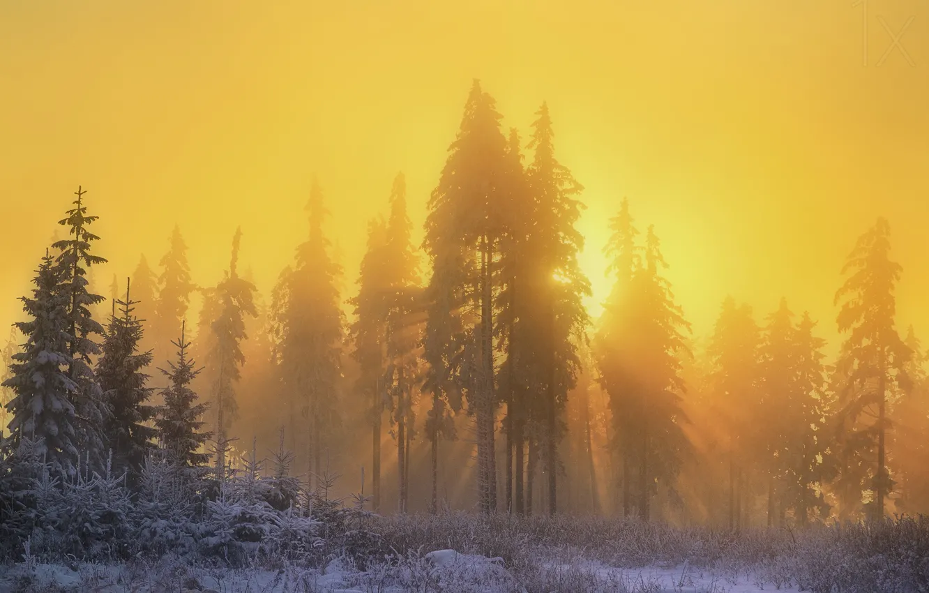Фото обои зима, лес, солнце, лучи, свет, снег, природа, утро