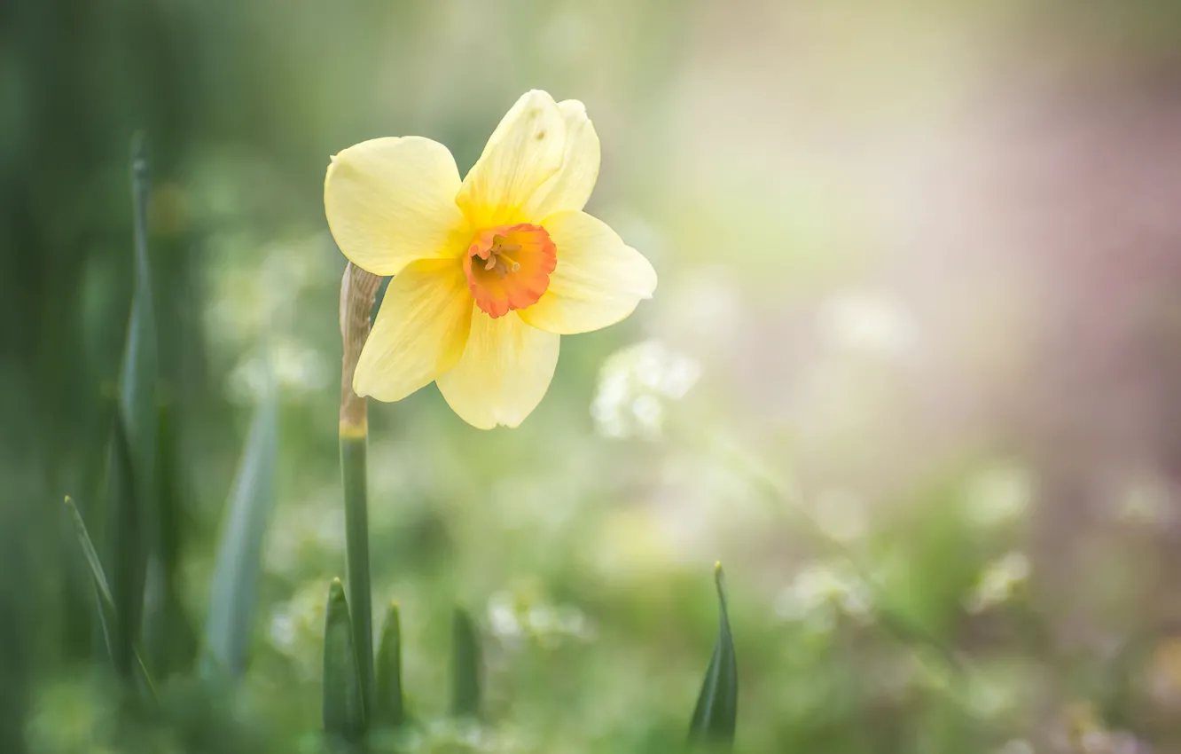 Фото обои цветок, макро, природа, весна, нарцисс