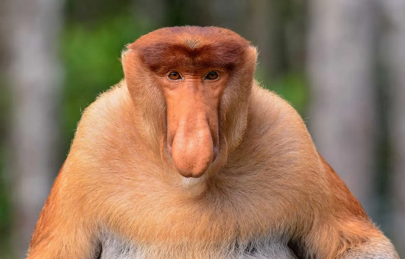 Фото обои monkey, animal, proboscis, Nasalis larvatus
