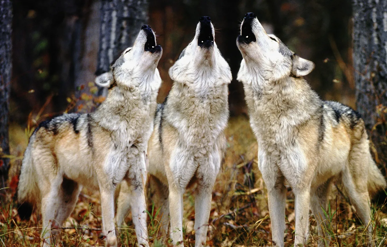 Фото обои волки, трое, воют