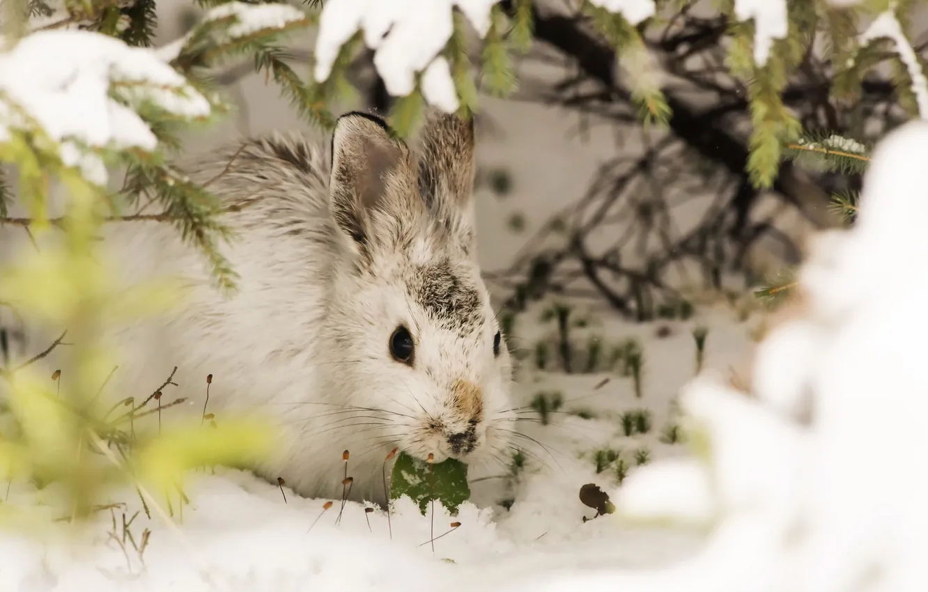 Фото обои снег, фон, кролик