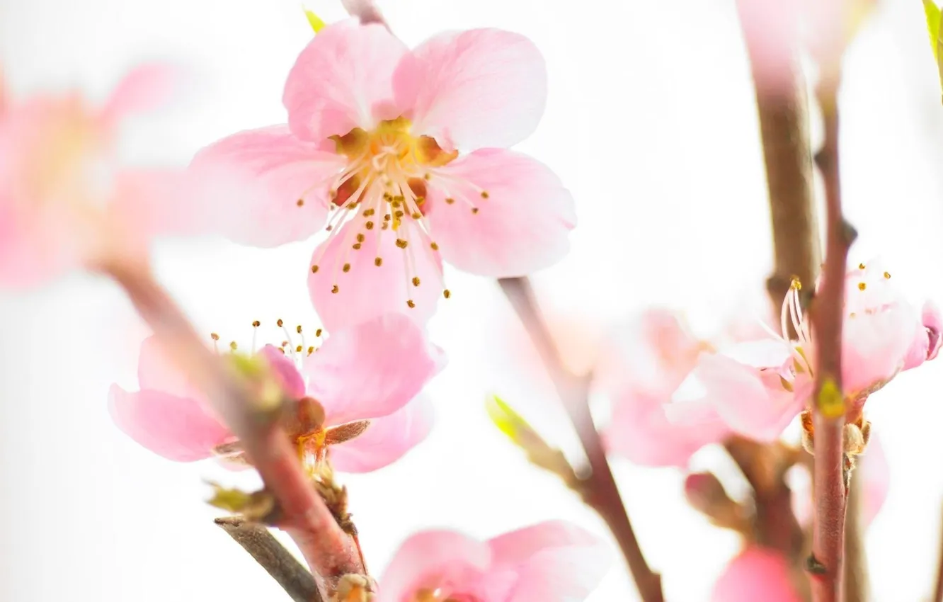 Фото обои цветы, сакура, нежные, розовые