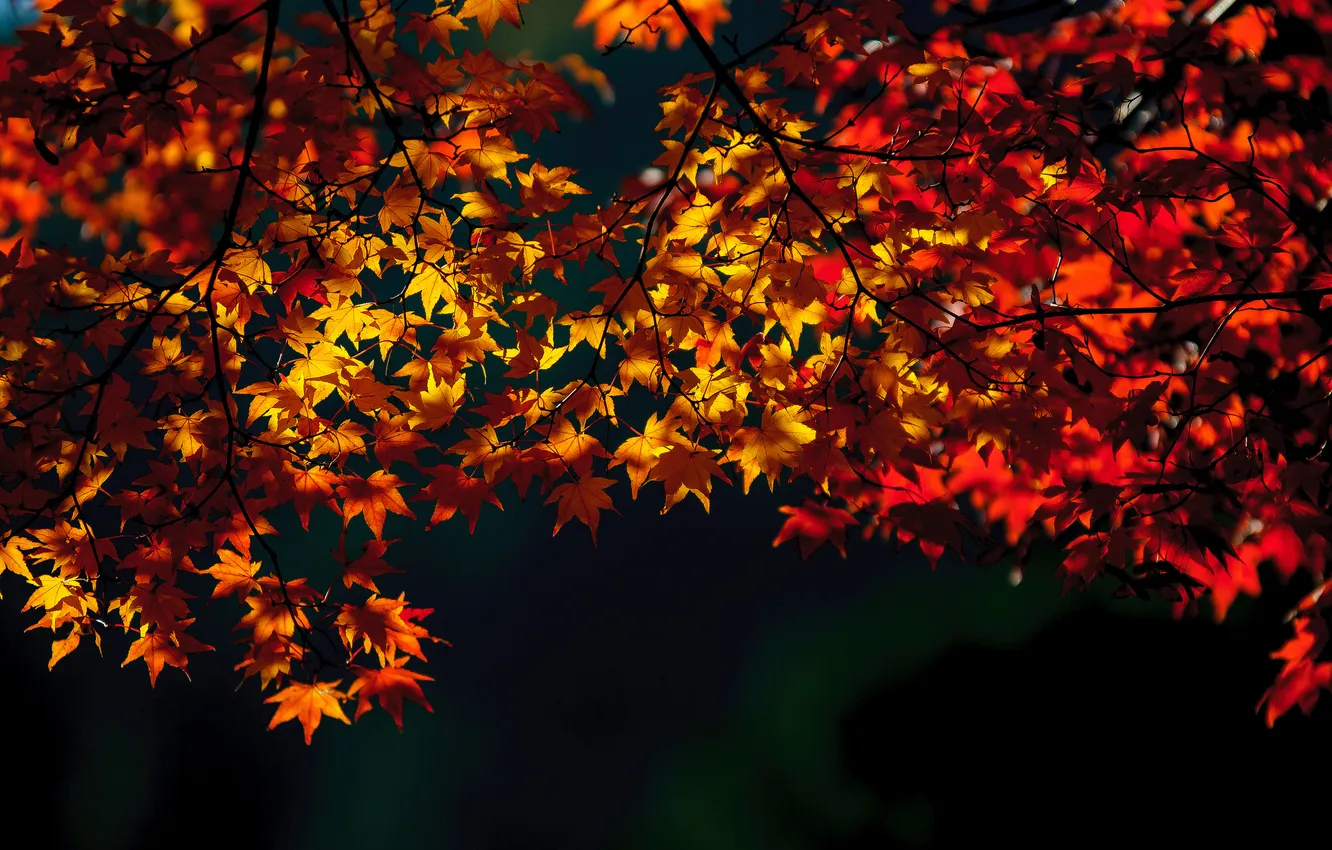 Фото обои осень, листья, природа, желтые, красные, время года