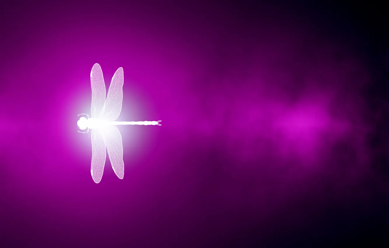 Фото обои light, white, dragonfly, purple
