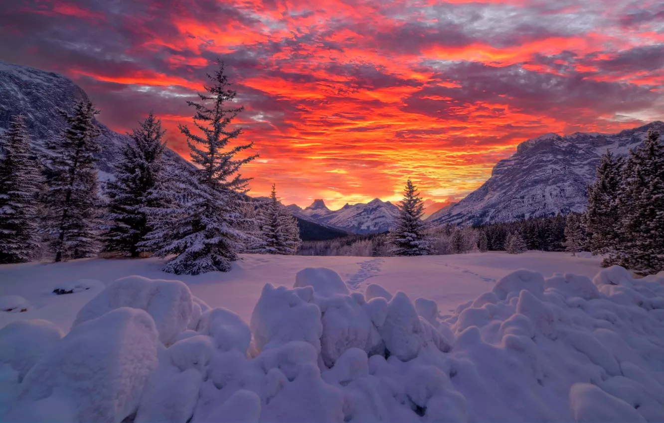 Фото обои зима, снег, закат, горы, ели, Канада, сугробы, Альберта