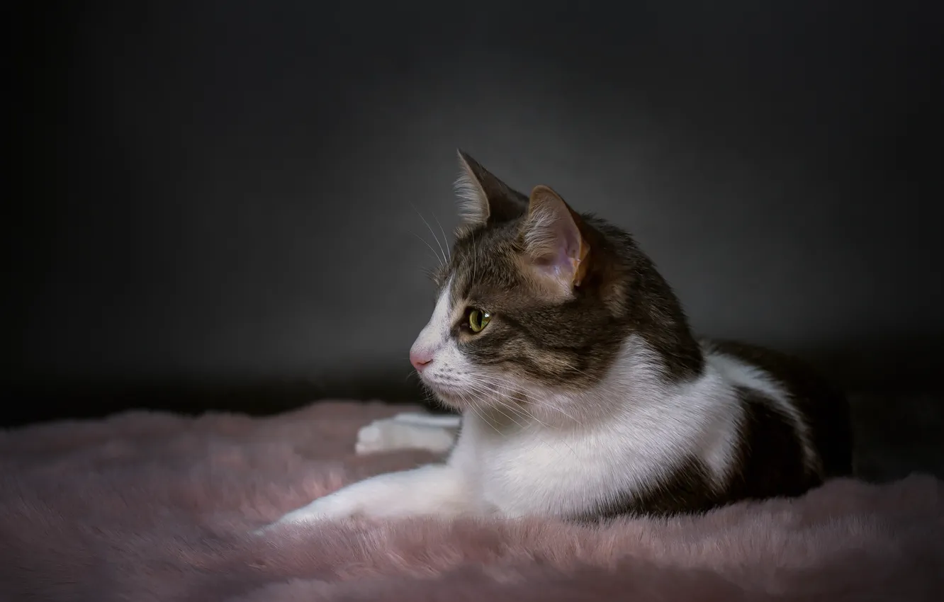 Фото обои кошка, кот, взгляд, мордашка, полосатый