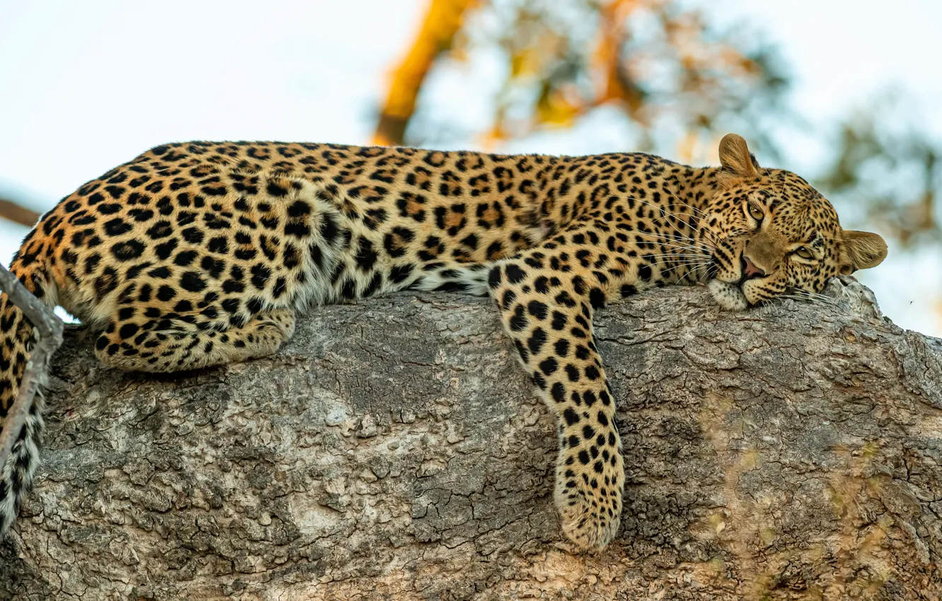 Фото обои взгляд, поза, дерево, отдых, леопард, лежит