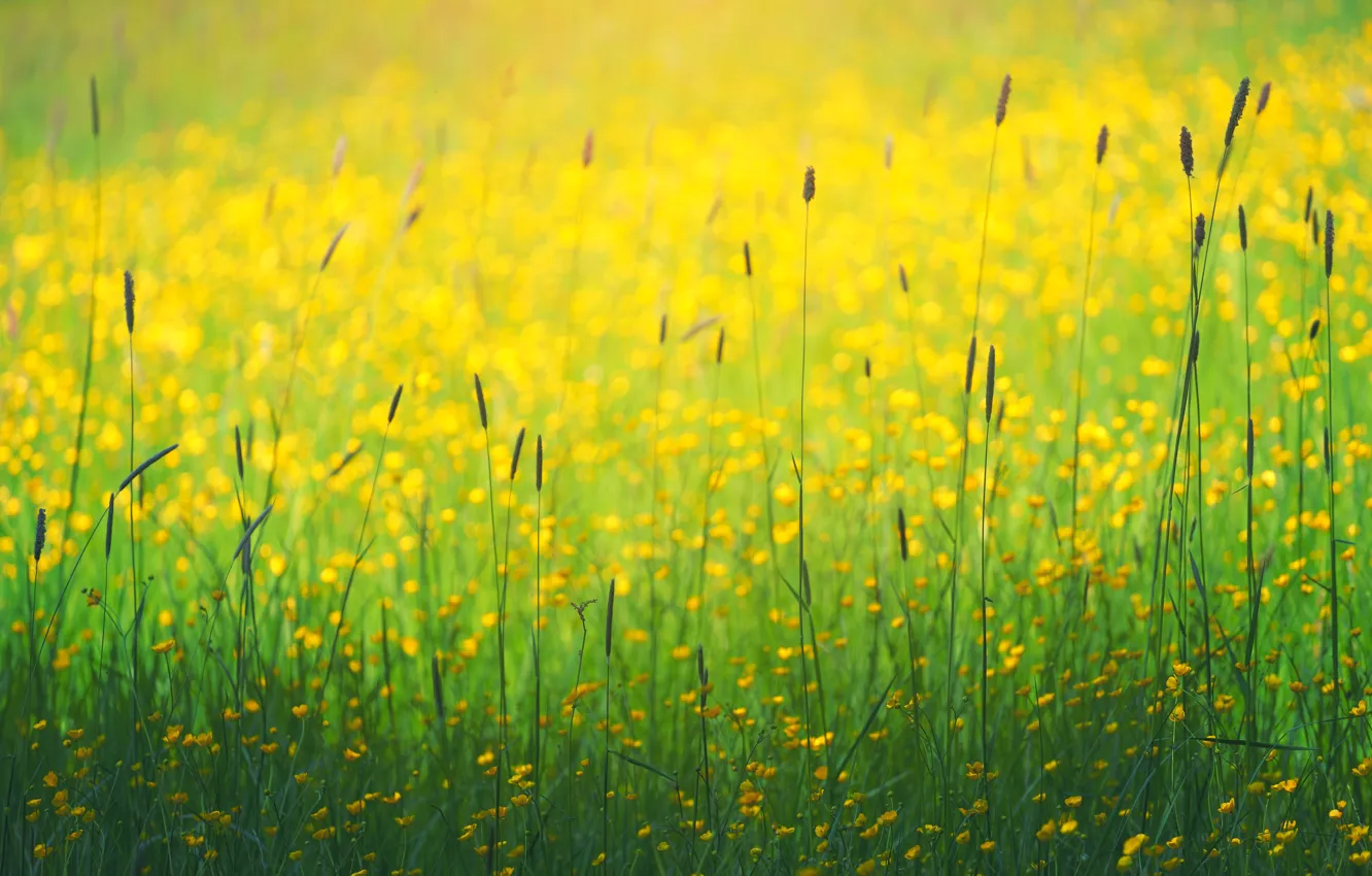 Фото обои поле, лето, трава, цветы, боке