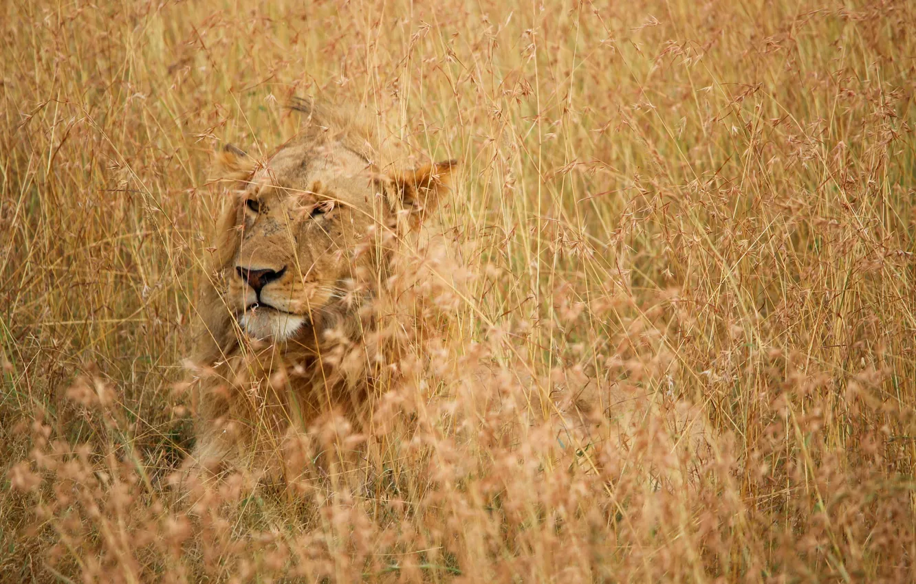 Фото обои grass, nature, lion, predator, scars, hide