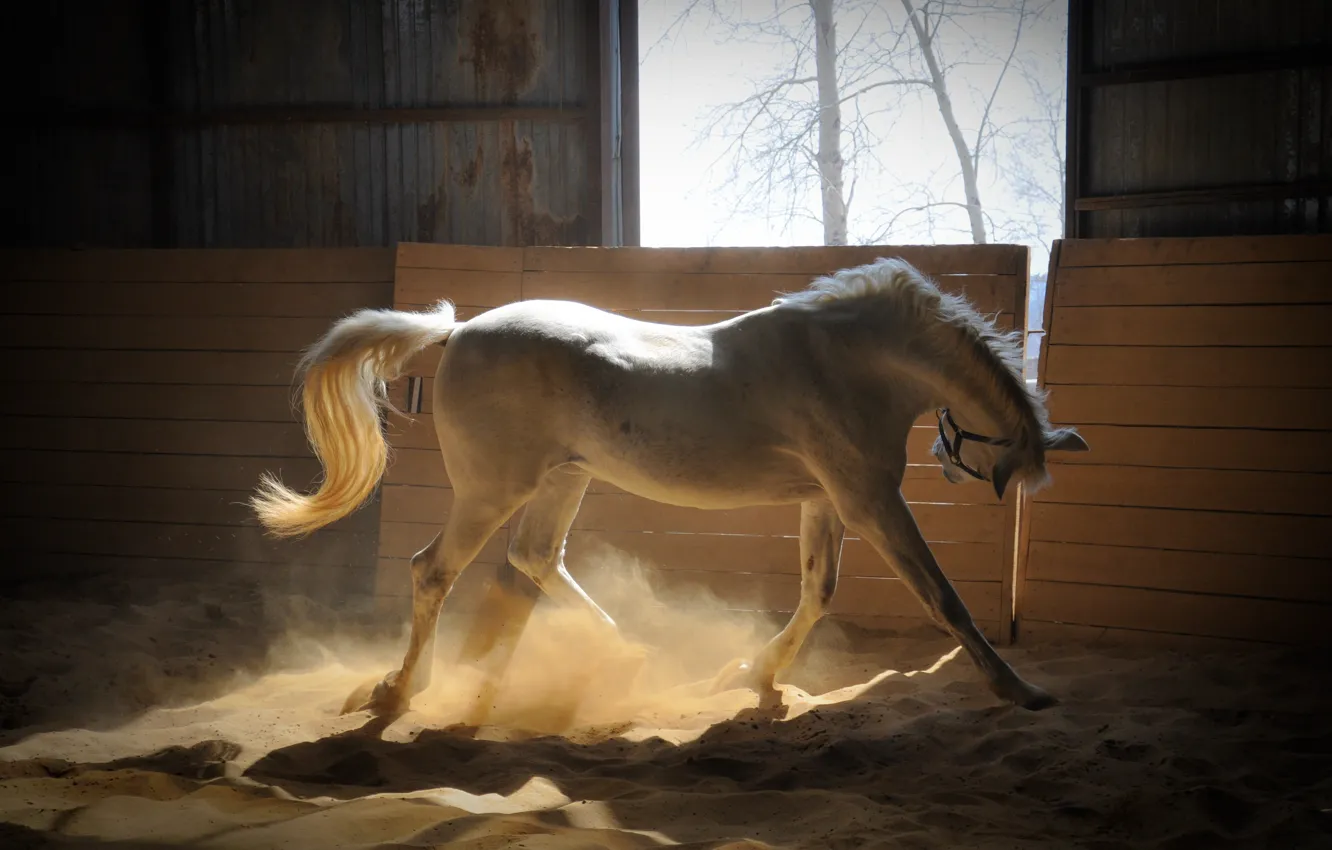 Фото обои песок, Лошадь, белая, лучи солнца, загон