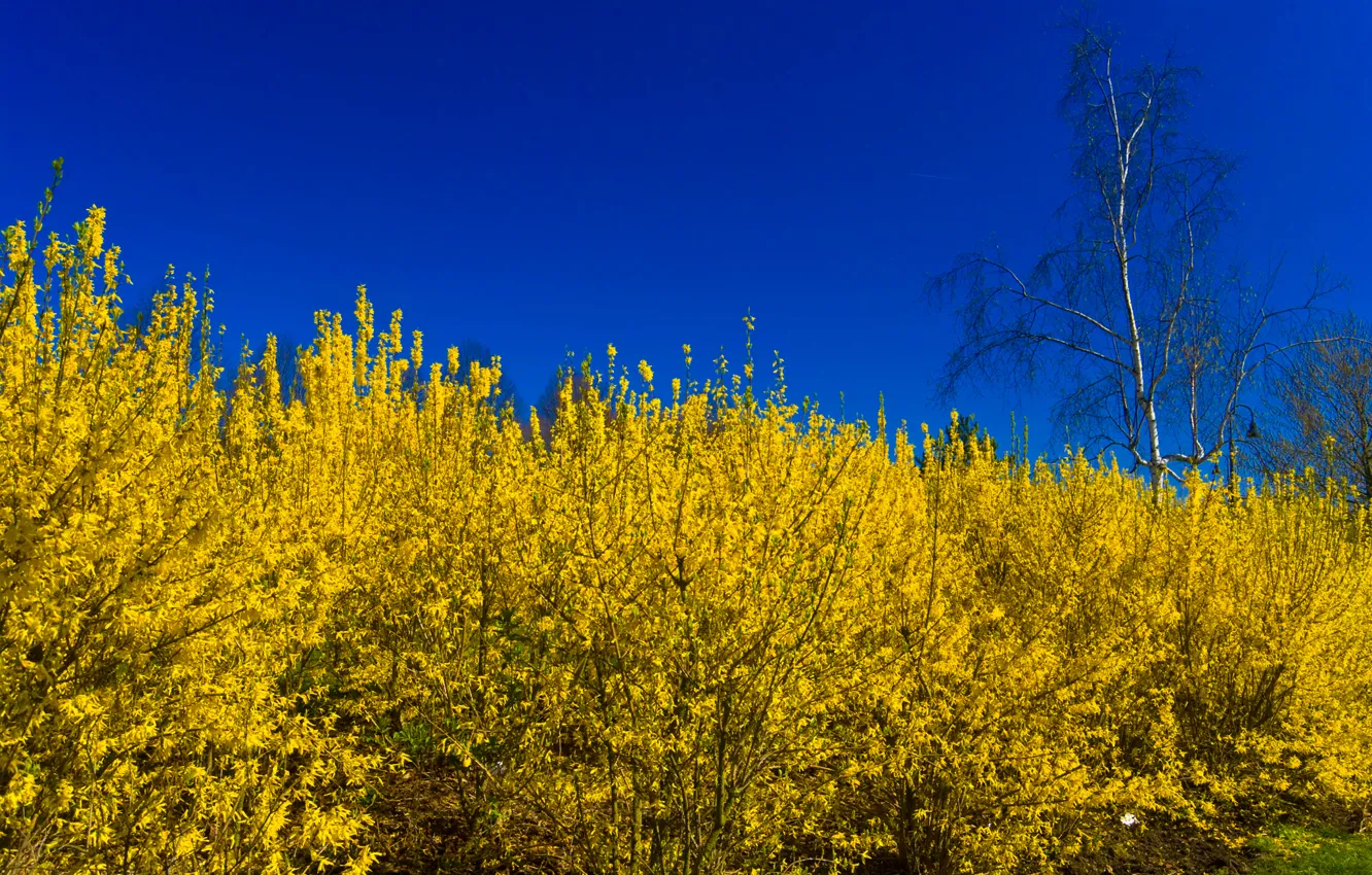 Фото обои небо, листья, деревья, цветы, кусты